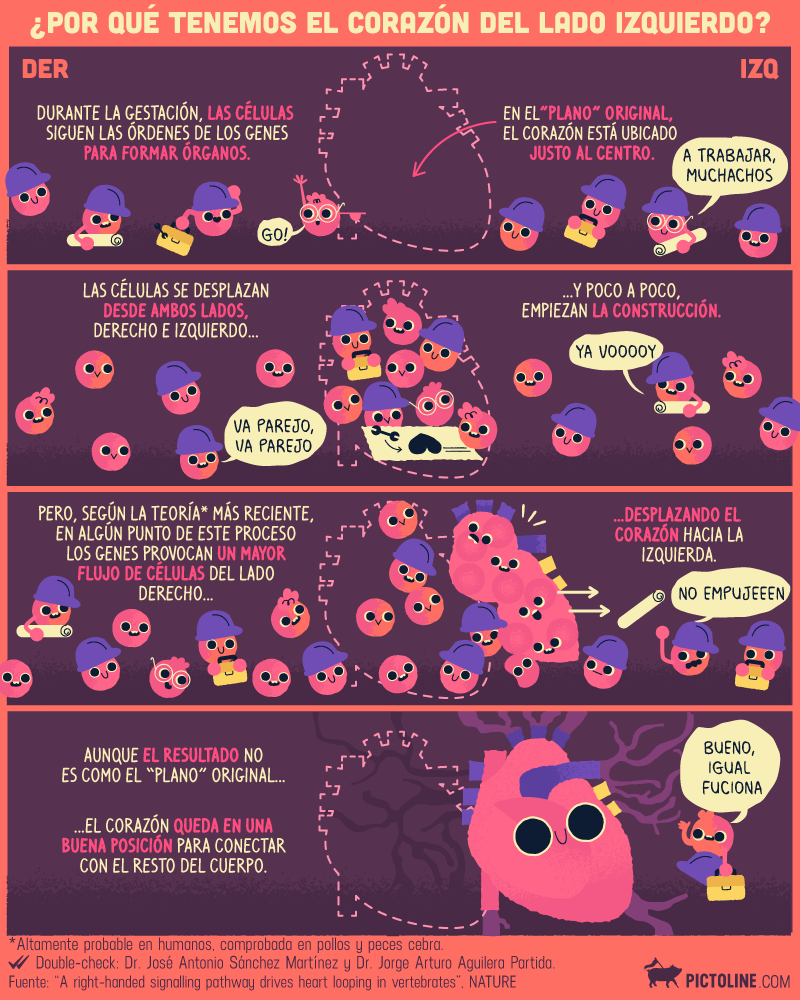 cuerpo humano que tenemos en el lado izquierdo